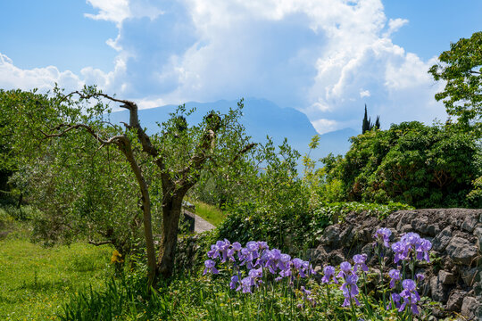 Beautiful garden in Trentino. Blooming iris pallida and olive trees in front of a stone wall near Arco (Lake Garda, Italy) in spring. Monte Baldo in the background. Blue sky with clouds