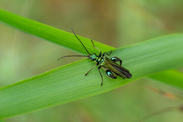 Grüner Scheinbockkäfer (Oedemera nobilis), Schenkelkäfer