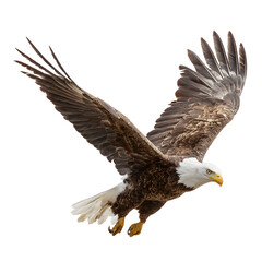 Fototapeta premium Bald eagle flying in motion and in landing position isolated on white background