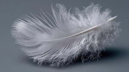 Obraz premium White Feather on Gray Background