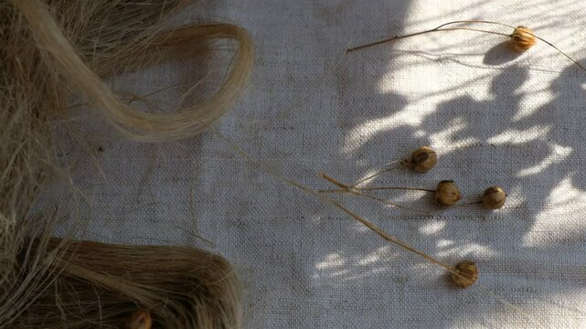 Shadows. Swaying flax seeds pods. Sunlight. Linen canvas. Fibers of natural uncolored flax, tow. Growing demand for natural fibers.