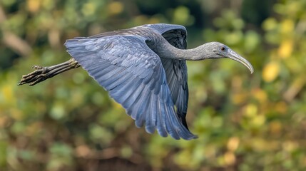 Fototapeta premium Grey bird in flight, vibrant colors