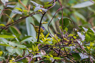 Grey-cheeked warbler (Phylloscopus poliogenys) at Bomphu camp, Eaglenest WLS, Arunachal Pradesh, India