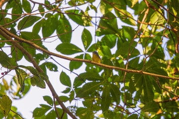 White-spectacled warbler (Phylloscopus intermedius) at Neora Valley, Kalimpong, West Bengal, India