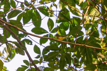 White-spectacled warbler (Phylloscopus intermedius) at Neora Valley, Kalimpong, West Bengal, India