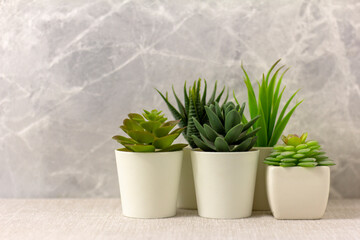 Indoor artificial plants, various succulents in pots. Succulents in white mini-pots. Ideas for home decoration. Copy space.