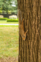 A squirrel descends from a tree in a city park.