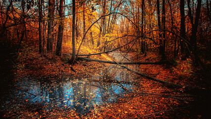 Pond on an autumn evening. Autumn landscape. Background for relax.