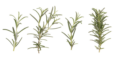 Fresh aromatic rosemary isolated on white, collage