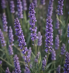 Close-up of vibrant purple lavender blossoms, isolated ,  high resolution, lavender