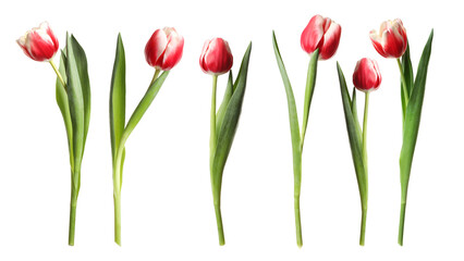Beautiful tulip flowers on white background, set