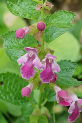 Obraz premium Closeup on white-pink flowers of the European forest balsam wildflower, Melittis melissophyllum in the Mediterranean