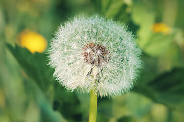 Dandelion Seed Head