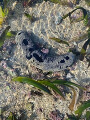Black sea cucumber covered in sand on low tide