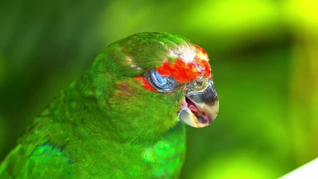 parrot