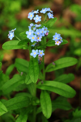 Myosotis scorpioides true or water forget-me-not
