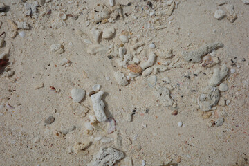 Close-up of a sandy beach surface with scattered coral fragments, shells, and tiny pebbles, showcasing natural textures and marine elements found along tropical shorelines.