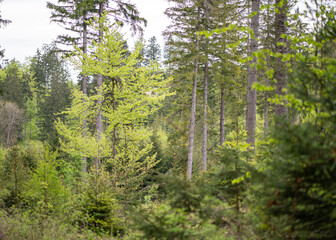 Minecraft - wzg&oacute;rze, szlakiem turystycznym, drzewa, lasy, wolność. Szlaki g&oacute;rskie