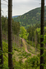 Minecraft - wzg&oacute;rze, szlakiem turystycznym, drzewa, lasy, wolność. Szlaki g&oacute;rskie