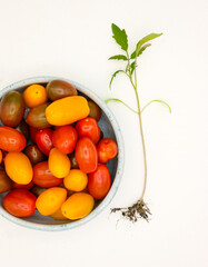 Cherry tomatoes on the ceramic plate. Digging tomato seedlings. White background. Top view.