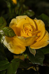 Close-up of blooming golden yellow rose in garden