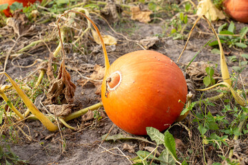 Orange pumpkin, autumn harvest of edible pumpkins