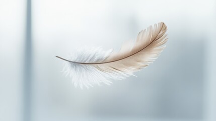Naklejka premium Elegant Feather Floating Delicately in a Soft Lit Environment