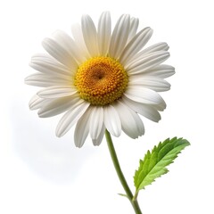 Fototapeta premium Firewheel Flower with Leaf Macro Photo