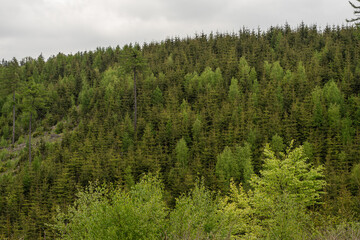 Minecraft - wzg&oacute;rze, szlakiem turystycznym, drzewa, lasy, wolność. Szlaki g&oacute;rskie