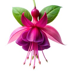 Naklejka premium Fuchsia Flower Alone on White Photo