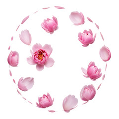 Naklejka premium Pink Peony Petals Floating Away in Gentle Circular Motion, Soft Floral Drift, Elegant Petal Movement