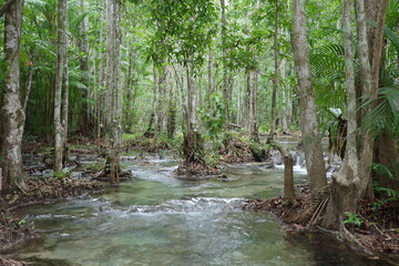 Fototapeta premium Clear water flows gently through a lush tropical forest, surrounded by tall trees and vibrant green foliage. The serene atmosphere captures the untouched beauty of nature at its best.