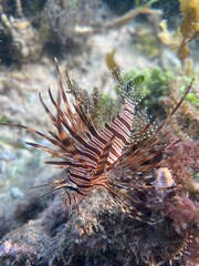 Common Red Lion Fish Invasive Venomous Species on Low Tide