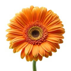 Orange Gerbera Daisy No Leaves Photo