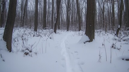 Fototapeta premium Snowy forest trail through winter woods.