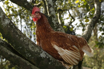 Free range laying hen for egg production