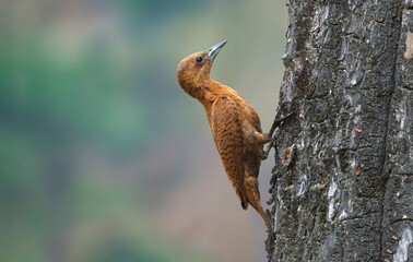 Rufous Woodpacker