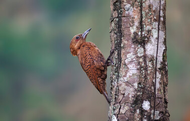 Rufous Woodpacker