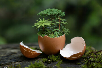 Miniature Forest Growing in Eggshell on Mossy Wood