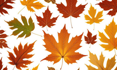 A collection of colorful leaves arranged on a white background