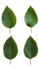 Obraz premium Four Green Leaves Close-Up