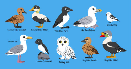 Fototapeta premium Children's arctic birds cartoon set. Northern birds with names, snowy owl, eider, gull, murre, snow bunting, fulmar and little auk.