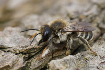 Closeup on a male White-sectioned leafcutter, Megachile albisecta sitting on wood