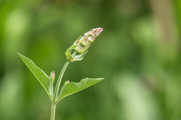Geschlossene Blütenknospe des echten Salbeis Salvia officinalis vor unscharfem Hintergrund