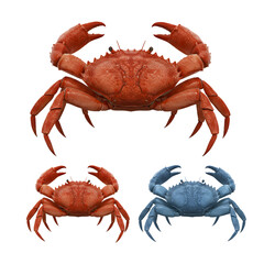 Image of Set of realistic red and blue crabs isolated
 printed on Printed Glass Splashbacks
