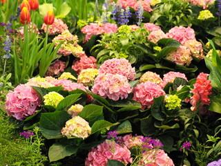 Bowl of Water flower or Hydrangea Deep pink, yellow and orange decorated at the winter flower show. The color of Hydrangea flowers can change depending on pH of soil. Leaf edges are serrated like sawt