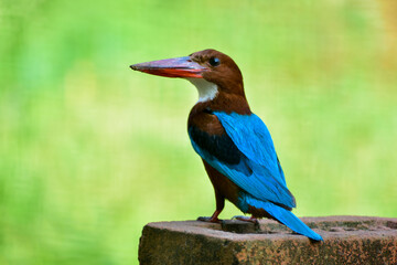 The white-throated kingfisher or Halcyon smyrnensis also known as the white-breasted kingfisher is a tree kingfisher, widely distributed in Asia.