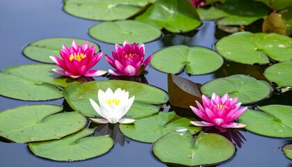 beautiful water lilies blooming on calm pond water surface