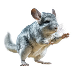 Obraz premium Chinchilla playing joyfully indoor setting wildlife photography soft lighting close-up perspective