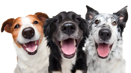 Three energetic and enthusiastic dogs of different breeds posing together in a studio environment their joyful expressions and friendly demeanors captured in a closeup portrait